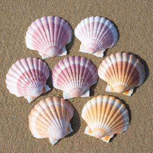 天然海螺贝壳夏威夷大扇贝儿童海洋科普贝壳大号天然海螺造景摆件