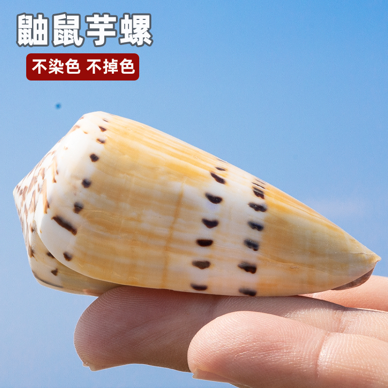 稀有芋螺礼物贝壳收藏鱼缸标本