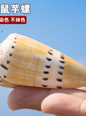 天然海螺贝壳鼬鼠芋螺收藏把玩摆件儿童科普海螺鱼缸水族装饰