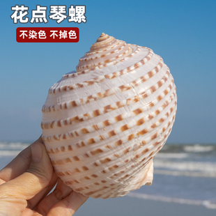 天然海螺贝壳花点琴螺多肉空气风梨花盆水族装 饰摄影道具收藏品