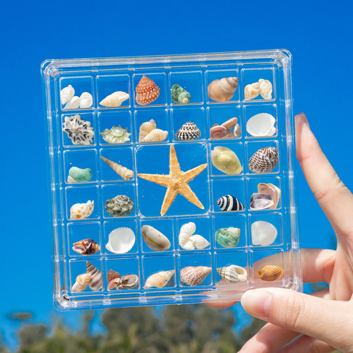 天然贝壳海螺透明分格展示盒