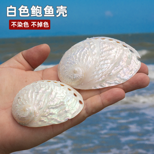 天然白色珍珠鲍鱼壳贝壳海螺贝壳鱼缸水族造景家居装饰品摆件礼物
