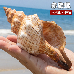 大赤旋螺天然海螺壳鱼缸水族造景家居地中海风格摆件创意礼品diy