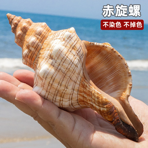 大赤旋螺天然海螺壳鱼缸水族造景家居地中海风格摆件创意礼品diy