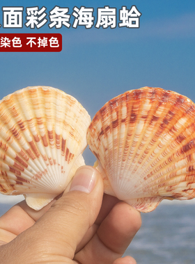 天然海螺贝壳扇贝海螺贝壳