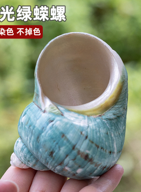 天然海螺贝壳抛光绿蝾螺寄居蟹壳大口径水族鱼缸造景家居摆件收藏