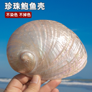 天然白色珍珠鲍鱼壳海螺贝壳家居摆件鱼缸造景摄影道具装 饰收藏品