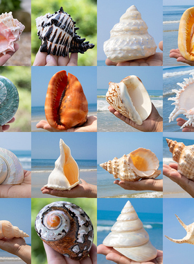 天然真海螺壳贝壳鱼缸水族造景家居装饰摆件招财千手蛙螺收藏礼物