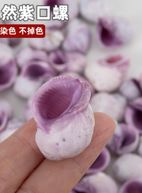 天然贝壳紫口螺海螺标本紫色螺小颗鱼缸水族微景观造景寄居蟹替换