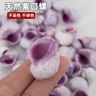 天然贝壳紫口螺海螺标本紫色螺小颗鱼缸水族微景观造景寄居蟹替换
