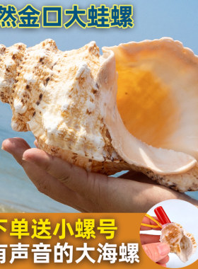 金口大白蛙螺天然海螺贝壳石号螺角鱼缸水族造景摆件家居拍摄收藏
