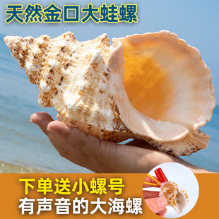 金口大白蛙螺天然海螺贝壳石号螺角鱼缸水族造景摆件家居拍摄收藏