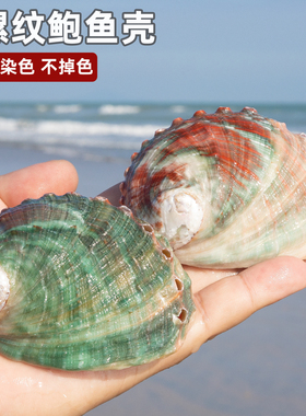 天然海螺贝壳螺纹鲍鱼壳
