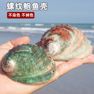 天然海螺贝壳螺纹鲍鱼壳鱼缸造景装饰收藏品拍摄道具咖啡容器