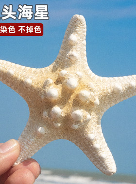 天然海螺贝壳五指霸王馒头