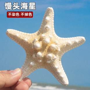 天然海螺贝壳五指霸王馒头海星标本地中海地台装饰品贴墙摆件收藏