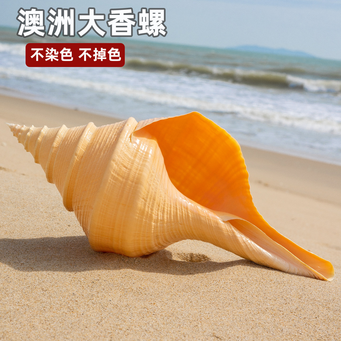 超大澳洲圣螺天然大海螺贝壳收藏摆件长香螺吹响号角地中海响螺