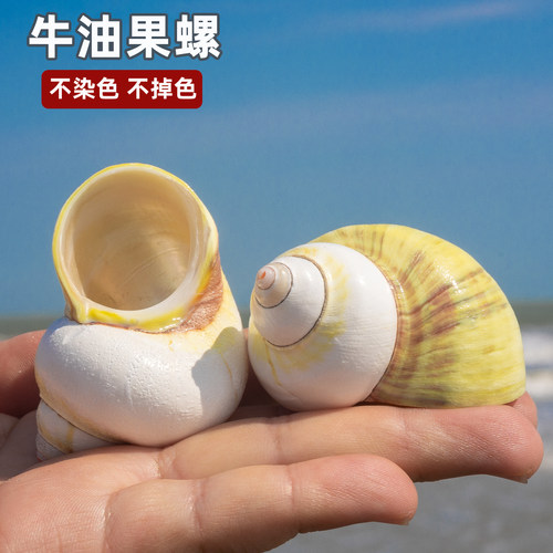 天然海螺贝壳牛油果螺寄居蟹