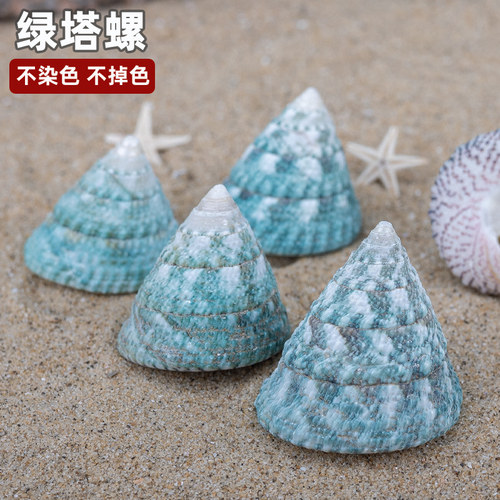 天然海螺贝壳绿塔螺家居摆设道具鱼缸水族造景地台布置绿色海螺