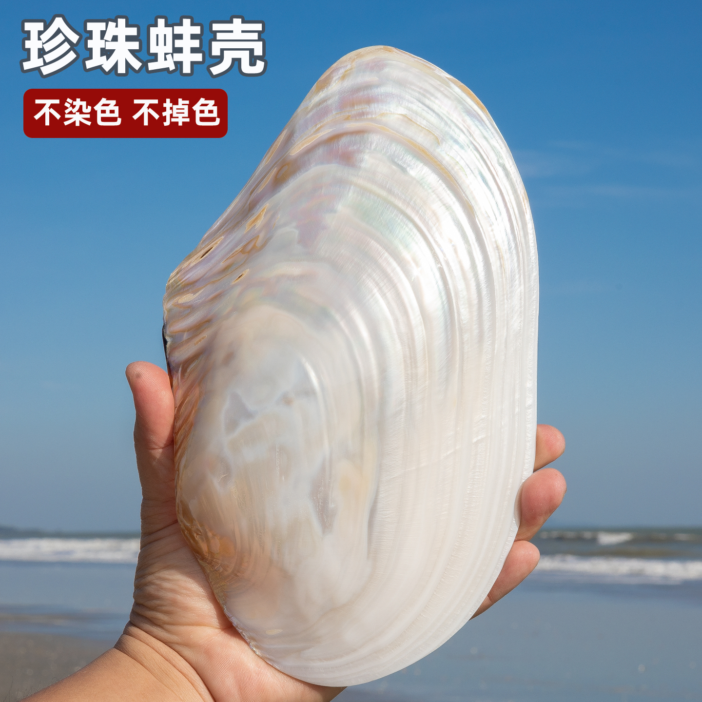 天然珍珠蚌贝壳家居大摆件