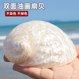 天然贝壳白色珠光鲍鱼壳去皮不染色不掉色海螺海洋装饰收藏标本