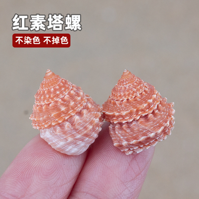天然海螺贝壳红素塔螺标本螺