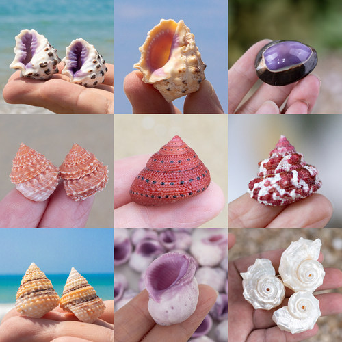 天然海螺贝壳宝螺塔螺