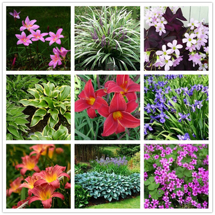 庭院阳台多种宿根耐寒地被花卉植物萱草金边玉簪葱兰红花草马兰花