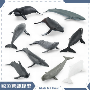跨境仿真海洋动物模型布氏鲸露脊鲸白鲸抹香鲸鲸鱼套装摆件玩具