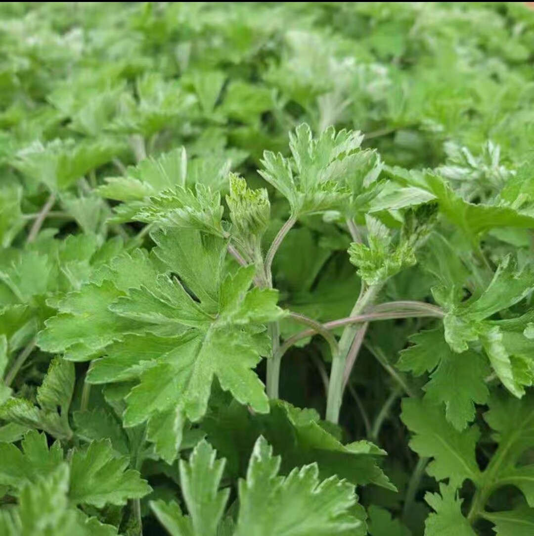 艾草新鲜蔬菜农家采摘当季食用艾草叶清明草纯野生