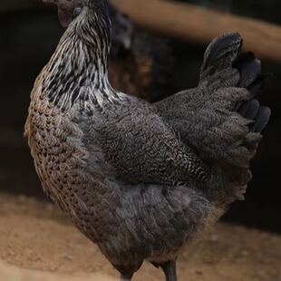 4斤新鲜母鸡土鸡月子鸡孕妇农家散养土鸡武定壮鸡云南名鸡