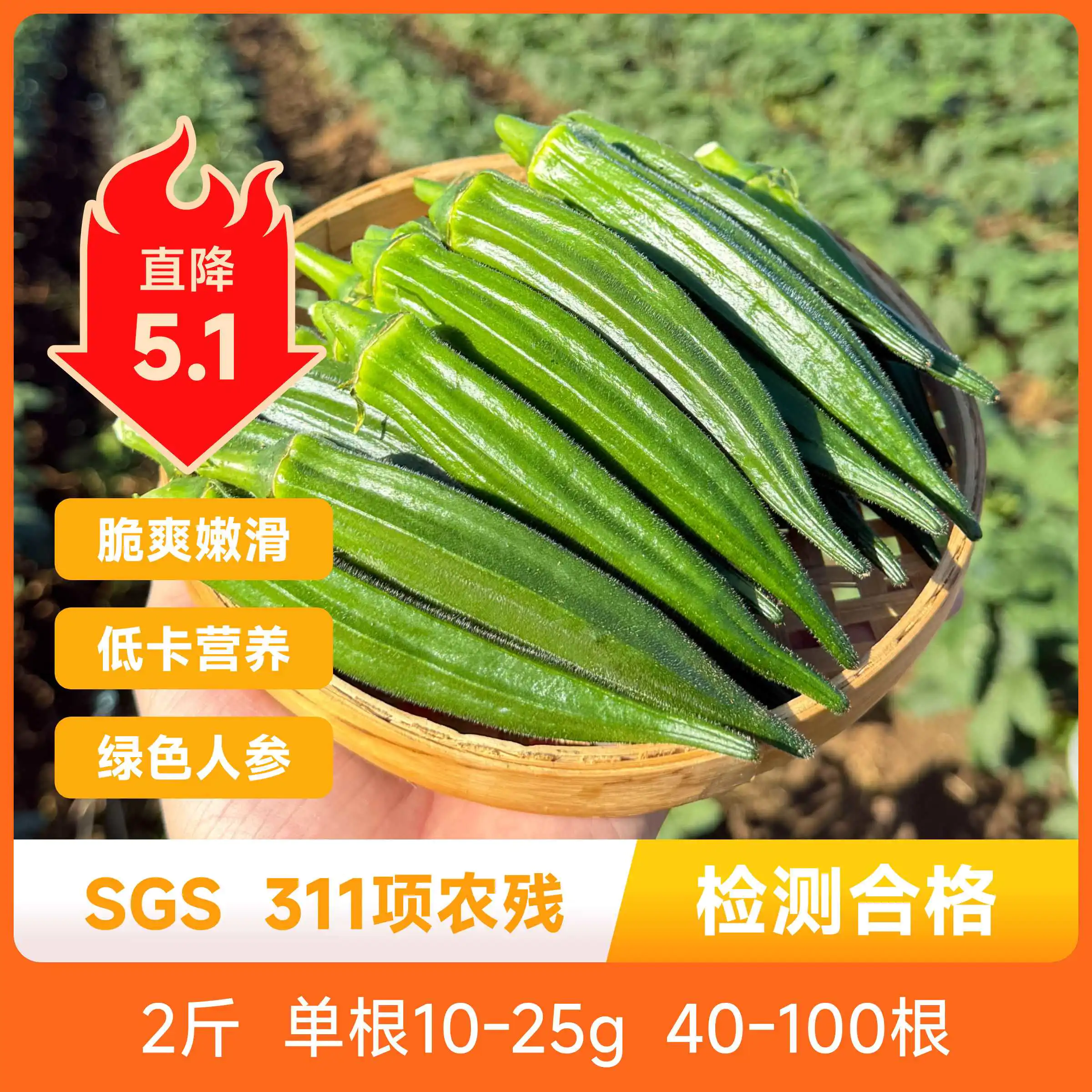福建水果秋葵蔬菜皇后植物黄金绿色人参低热低脂营养丰富新鲜包邮