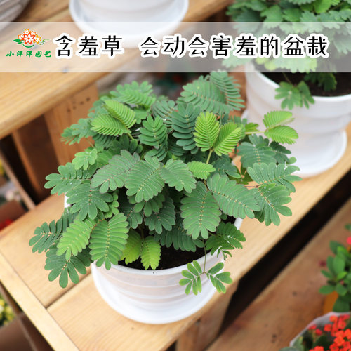 含羞草阳台趣味会动好养互动植物