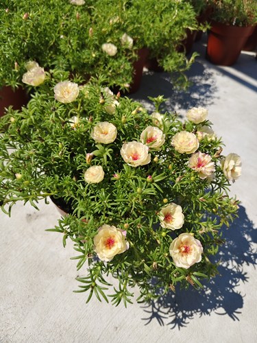 【带盆带土带花苞】新品种重瓣籽播太阳花盆栽自家天台种植非大棚
