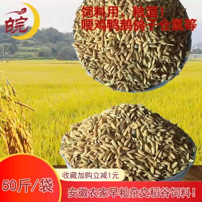 安徽新农家种早籼米稻谷带壳水稻子谷子鸡鸭饲料鸟食50斤25kg包邮