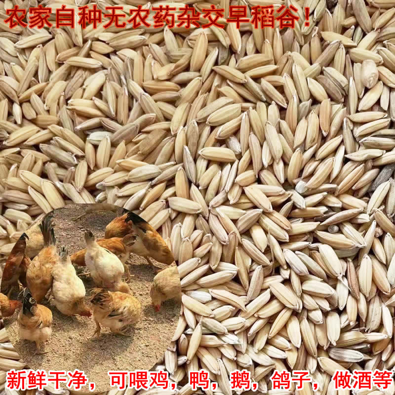 安徽稻谷芜湖带壳喂鸡鸭