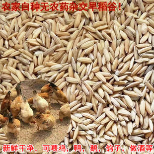 安徽芜湖早稻谷籼米喂鸡鸭鹅仓鼠宠物饲料新水稻子带壳鸟食100斤
