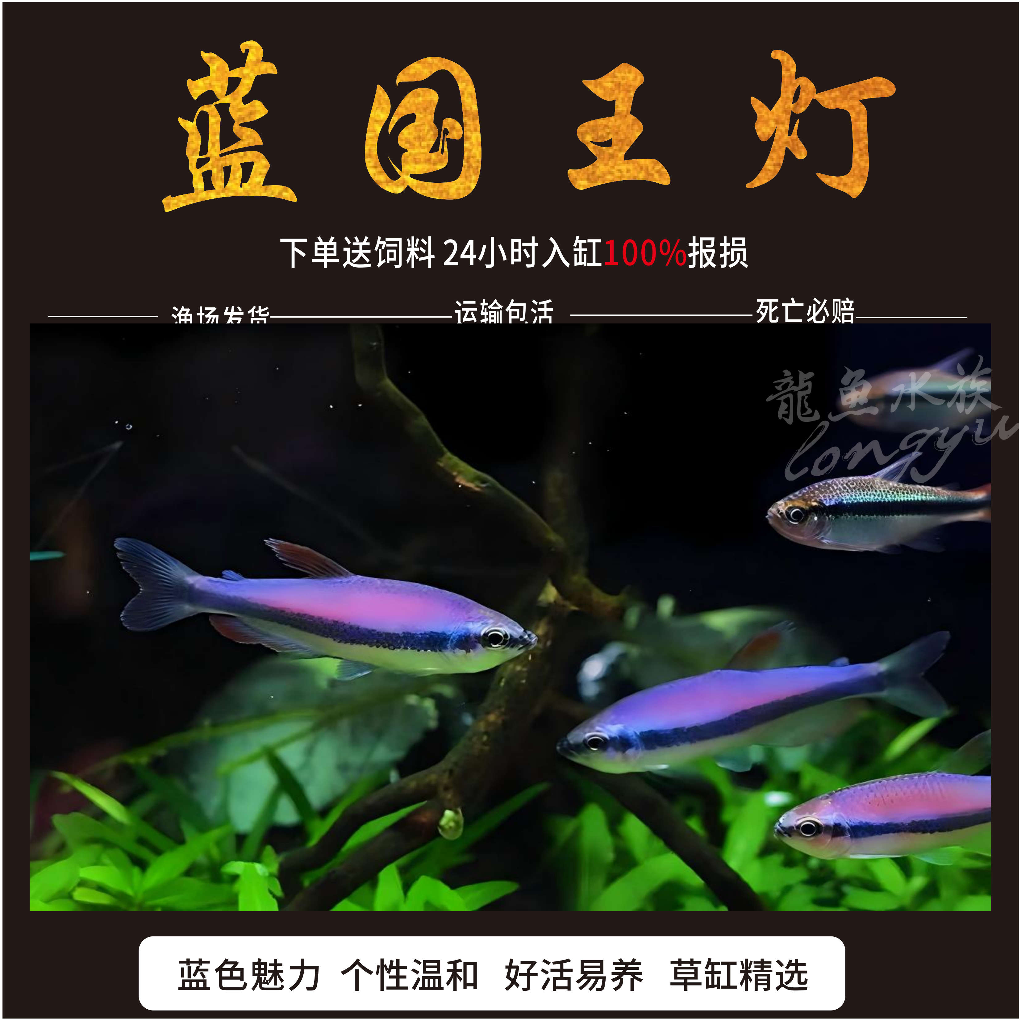 蓝帝王灯黑莲灯黄金帝王红绿灯皇后蓝国王灯热带鱼观赏鱼活体群游,宠物/宠物食品及用品,鱼,淘宝优惠券,粉丝福利购,淘宝优惠卷