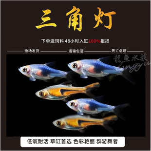 三角灯鱼紫三角灯金三角正三角苏门答腊灯科群游热带观赏鱼活体鱼