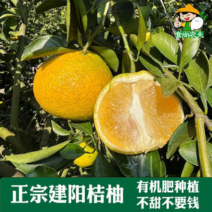 正宗建阳桔柚 崇雒桔柚 非会昌庆元甜橘柚桔子甜心黄金柚 包邮