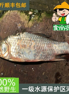 纯天然广东河源鲫鱼食尚农夫
