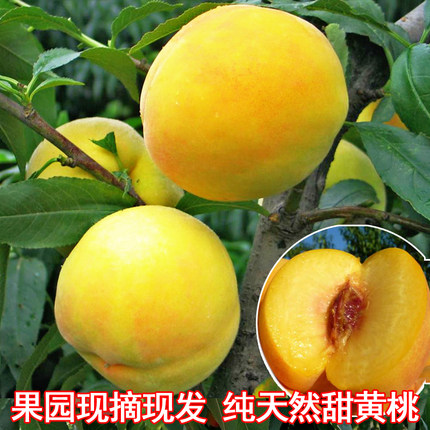 黄金桃新鲜水果现摘毛桃子香甜脆软爆汁水蒙阴蜜桃沂蒙山5斤包邮