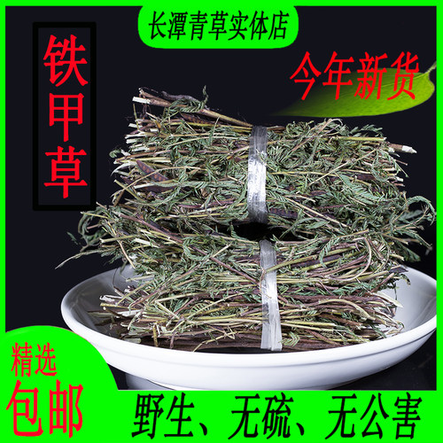 野生正品铁甲草软肝草养肝护肝