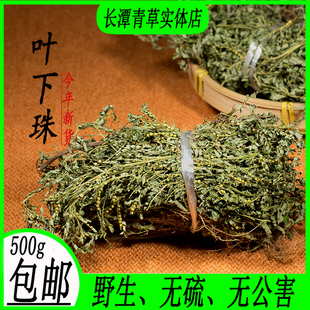 新货野生日晒叶下珠珍珠草龙珠草鱼鳞草夜合草天然草药茶干品500g