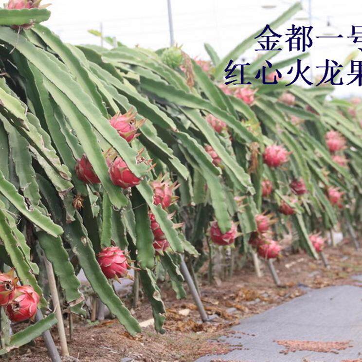红心火龙果苗 金都一号庭院种植火龙果
