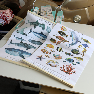 出口儿童早教海洋生物系列挂图