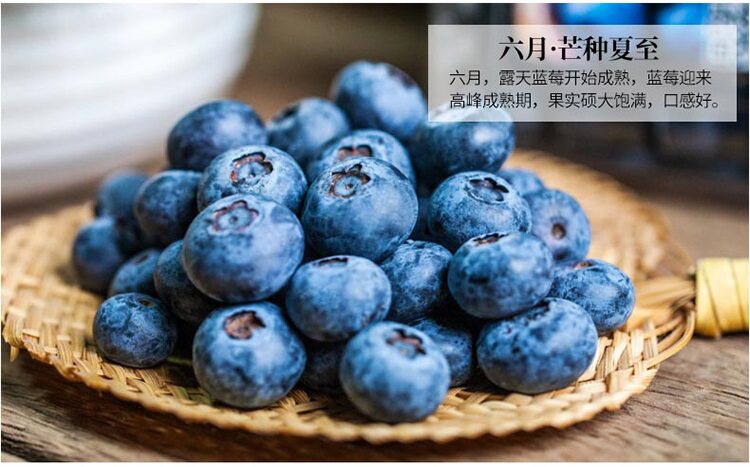 小果农山东蓝莓鲜果新鲜当季水果孕妇宝宝辅食125g大果时令蓝梅整