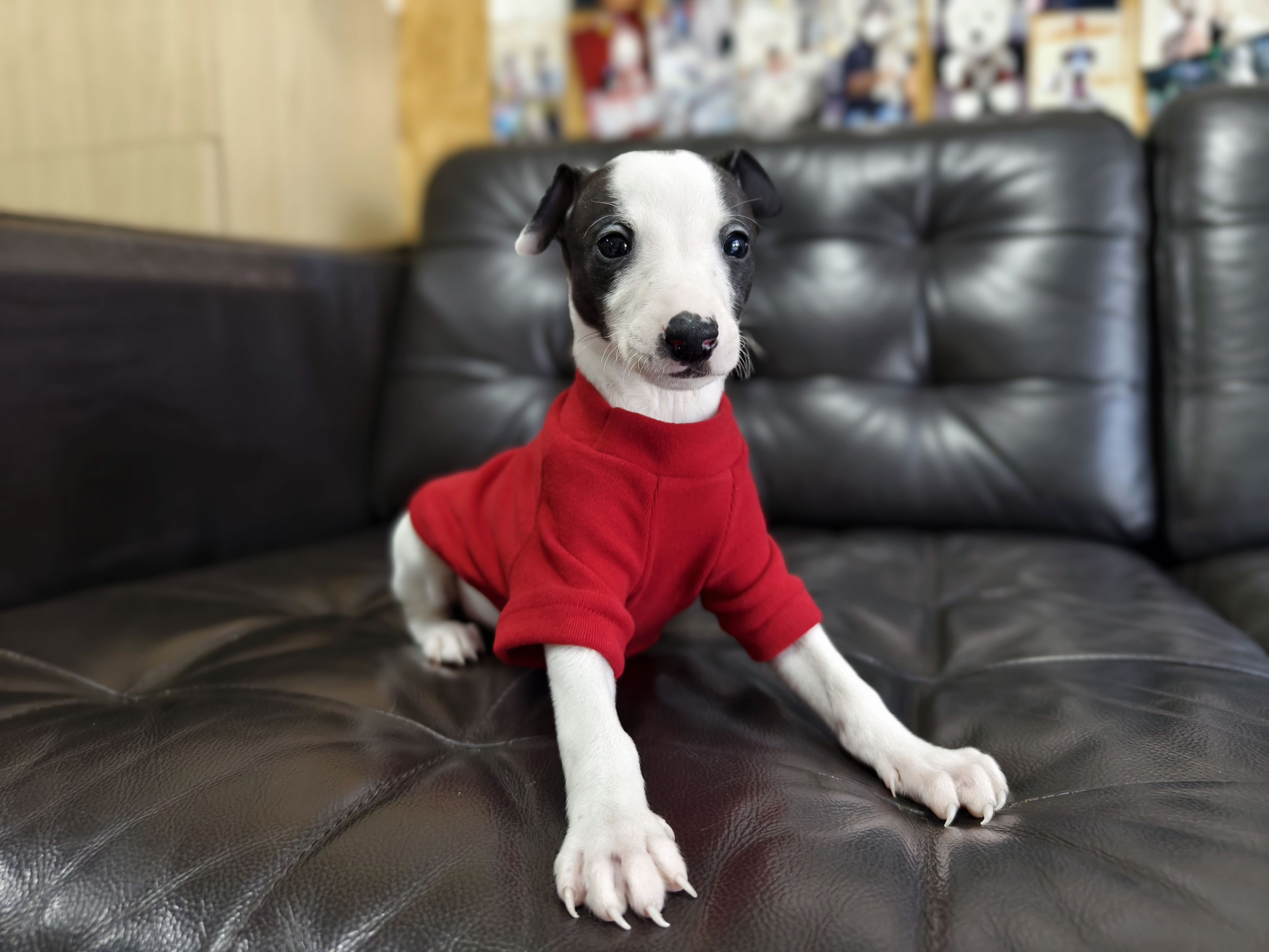 纯种聪明的黑白花惠比特幼犬宠物狗真狗出售支持淘宝交易包健康