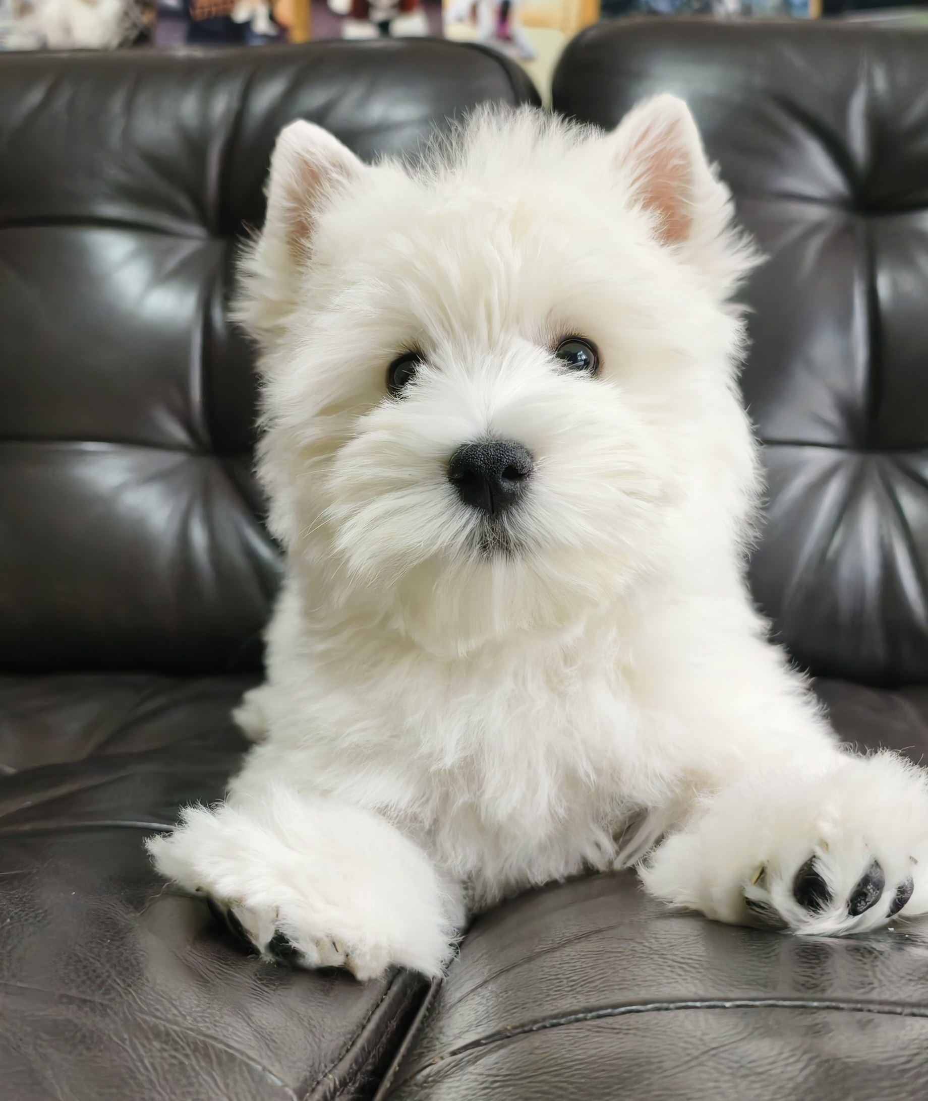 1号西高地白梗幼犬纯种血统软爆毛宠物狗活体幼崽体小型小狗上海