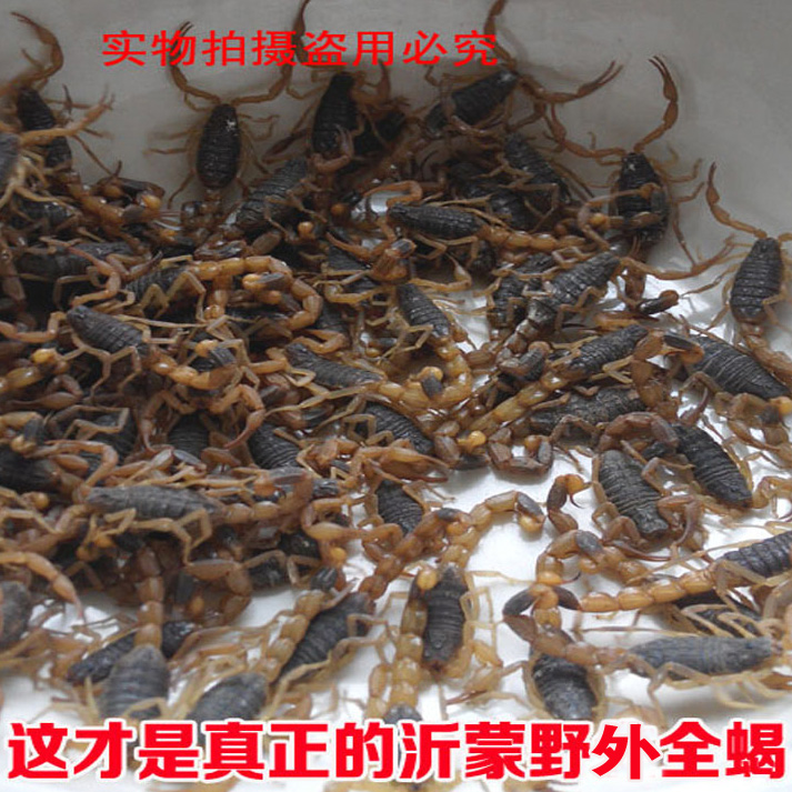 サソリ生体沂蒙山野性活サソリ活虫十分全サソリ超大活サソリ油揚げ浸酒食用入薬-0